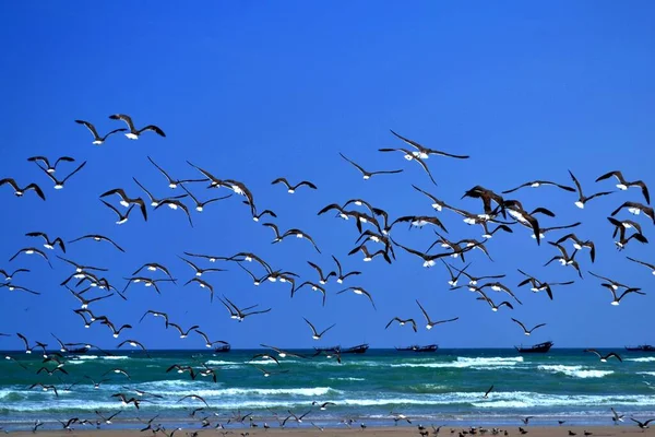 Schöne Wildvögel Strand Von Oman — Stockfoto