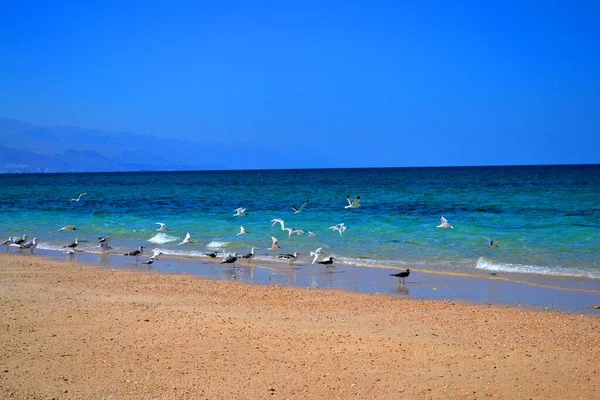 阿曼海滩上美丽的野鸟 — 图库照片