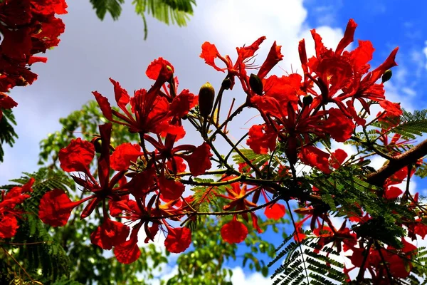 Tropical Red Flamboyant Flower Olinda Brazil — Stock fotografie