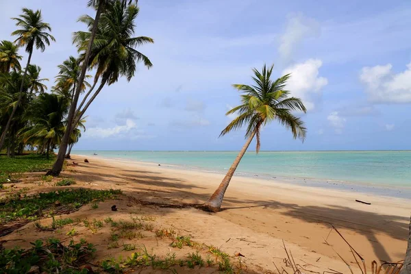 Bela Cidade Costeira Maragogi Pernambuco Brasil — Fotografia de Stock