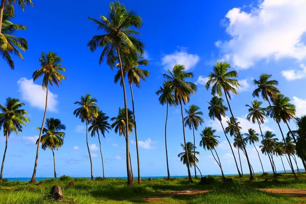 Beautiful Coastal Town Maragogi Pernambuco Brazil — Stock Photo, Image