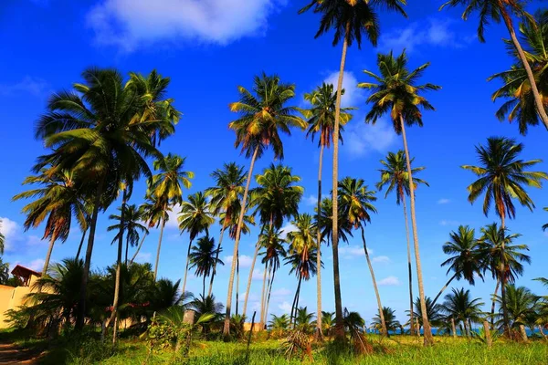 Krásné Pobřežní Město Maragogi Pernambuco Brazílie — Stock fotografie