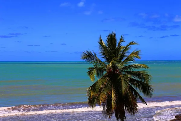 Prachtig Kustplaatsje Japaratinga Alagoas Brazilië — Stockfoto