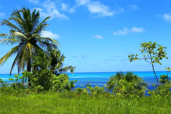 Prachtig Kustplaatsje Japaratinga Alagoas Brazilië — Stockfoto