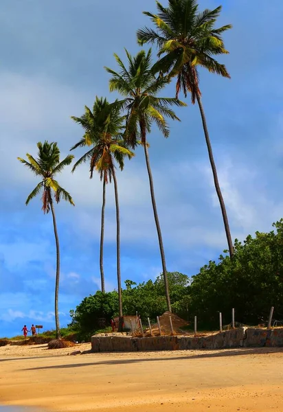 Praia Maracaipe Vysokými Palmami Pernambuco Brazílie — Stock fotografie