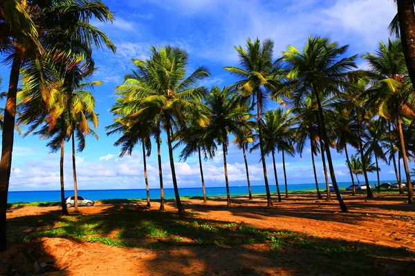 Tropisch Strand Met Palmbomen Maracaipe Pernambuco Brazilië — Stockfoto