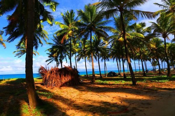 Tropical Beach Palm Trees Maracaipe Pernambuco Brazil — Stock Photo, Image