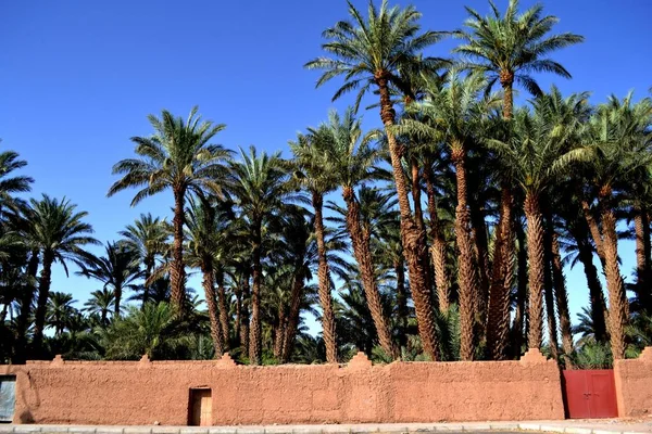 Lush Palmeira Arvoredo Zagora Marrocos — Fotografia de Stock