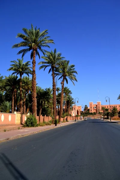 Lush Palmeira Arvoredo Zagora Marrocos — Fotografia de Stock