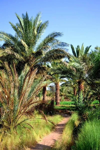 Лісисті Пальмові Гаї Загорі Марокко — стокове фото