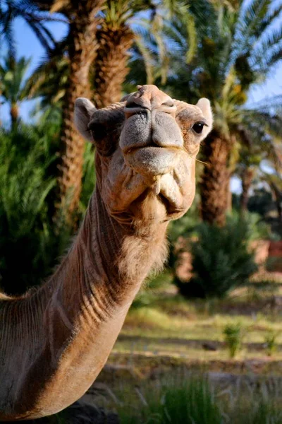 Zagora Fas Taki Yerel Çöl Devesi — Stok fotoğraf