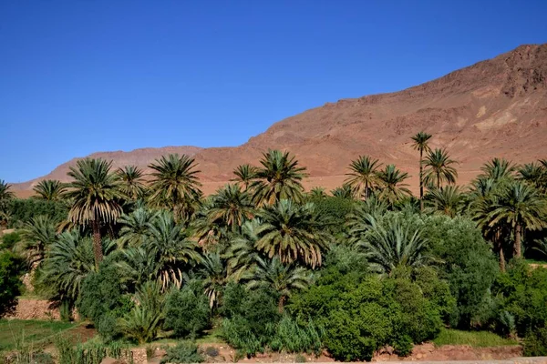 Lush Palmeira Arvoredo Marrocos — Fotografia de Stock