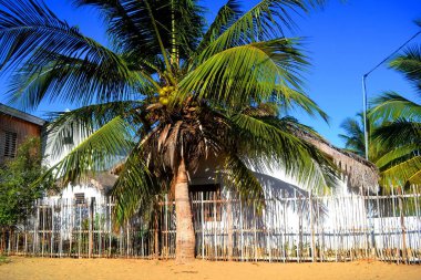 Madagaskar, Morondava köyündeki palmiye ağacı.