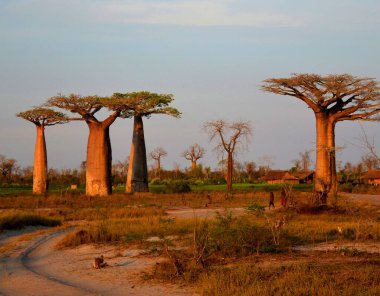 Baobabların, Morodava 'nın, Madagaskar' ın güzel manzarası