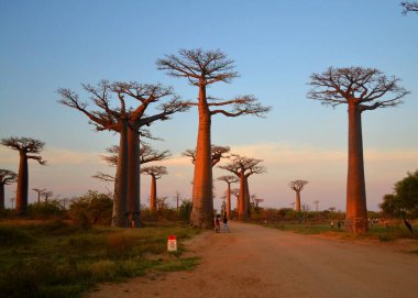 Baobabların, Morodava 'nın, Madagaskar' ın güzel manzarası