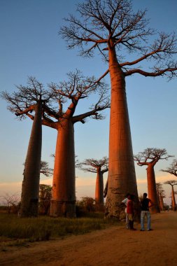 Baobabların, Morodava 'nın, Madagaskar' ın güzel manzarası