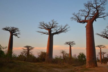 Baobab Bulvarı, Morondava, Madagaskar