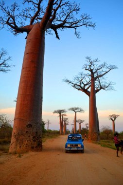 Baobabların, Morodava 'nın, Madagaskar' ın güzel manzarası
