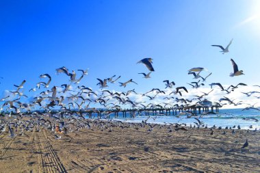 Kaliforniya sahillerinde bir sürü martı