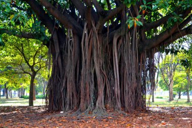 Brezilya, Sao Paulo 'da güzel bir tropikal ağaç