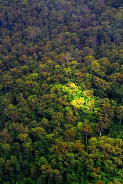 Avustralya 'daki Mavi Dağlar