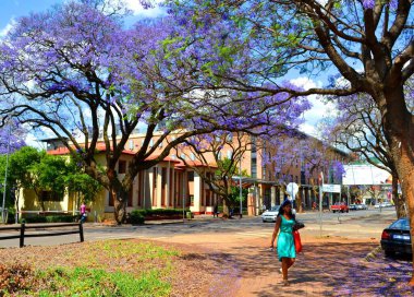 Pretoria, Güney Afrika 'da çiçek açan güzel jakaranda ağaçları