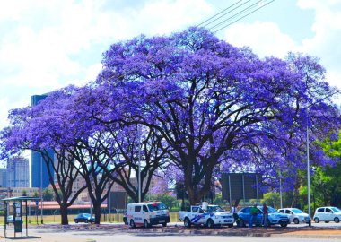 Pretoria, Güney Afrika 'da çiçek açan güzel jakaranda ağaçları