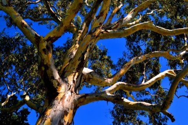 Perth, Avustralya 'daki kentsel botanik bahçesi