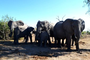 Chobe Ulusal Parkı, Botswana 'da bir grup fil.