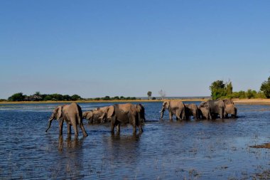 Chobe Ulusal Parkı, Botswana 'da bir grup fil.