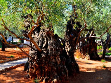 Ancient olive trees from Gethsemane garden, Jerusalem clipart