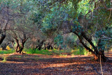 İsrail 'deki güzel zeytin bahçesi
