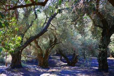 Yunanistan 'ın Korfu adasındaki güzel zeytin koruluğu