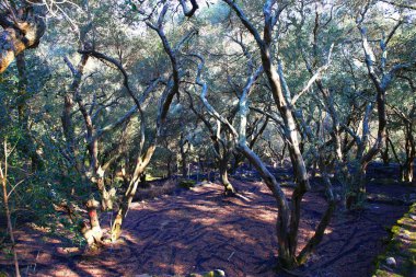 Yunanistan 'ın Korfu adasındaki güzel zeytin koruluğu