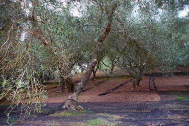 Yunanistan 'ın Korfu adasındaki güzel zeytin koruluğu