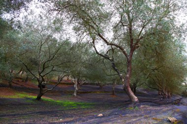 Yunanistan 'ın Korfu adasındaki güzel zeytin koruluğu