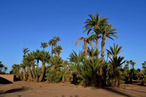 Зелена Пальма Скурі Марокко — стокове фото