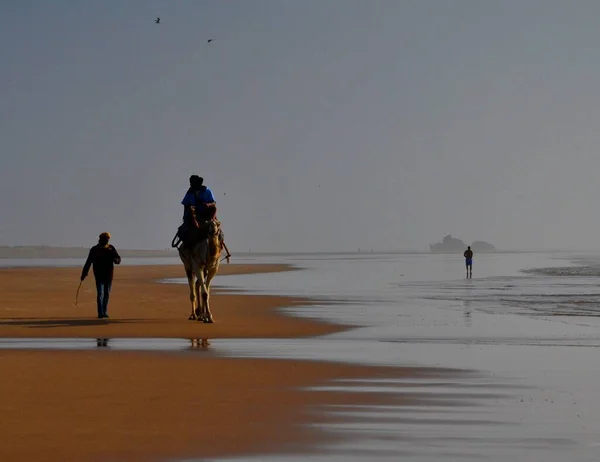 Passeios Camelo Praia Pôr Sol Essaouira Marrocos — Fotografia de Stock