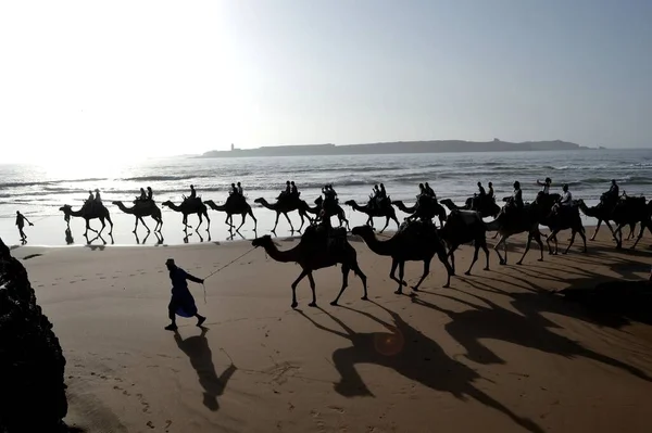 Karawana Wielbłądów Plaży Zachodzie Słońca Essaouira Maroko — Zdjęcie stockowe