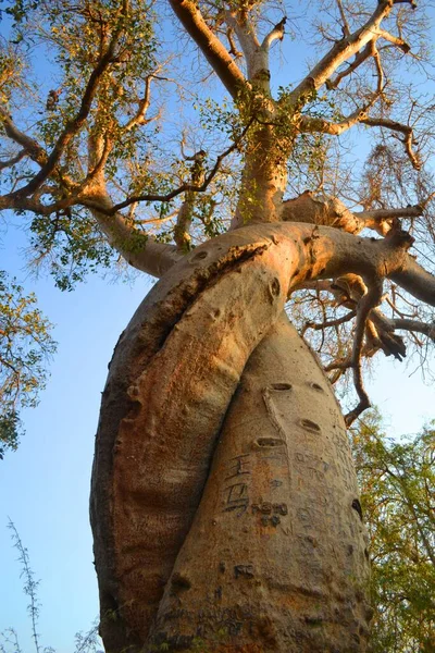 Dwa Baobaby Miłości Przytulanie Morondava Madagaskar — Zdjęcie stockowe