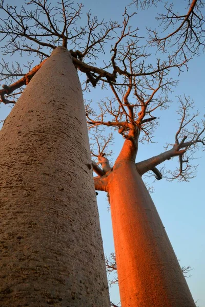 Hermosa Vista Avenida Baobabs Morodava Madagascar — Foto de Stock