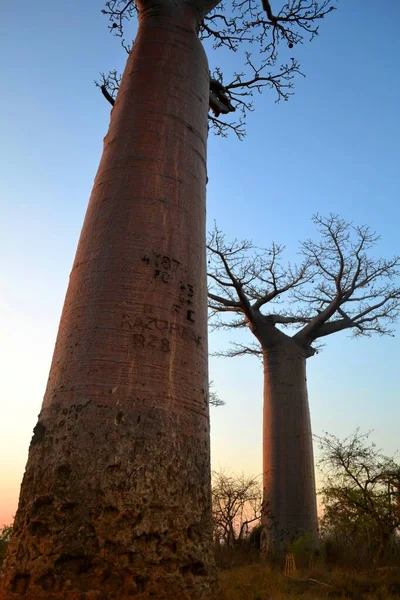 Vacker Utsikt Över Avenyn Baobabs Morodava Madagaskar — Stockfoto