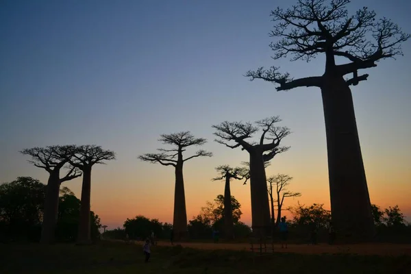 Allee Der Baobabs Morondava Madagaskar — Stockfoto