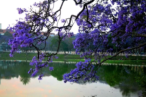 アンタナナリボ マダガスカルの美しい紫色のジャカランダ — ストック写真