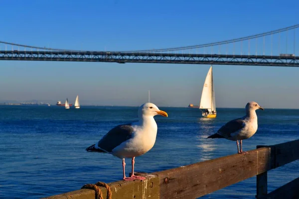 Słodka Mewa Nabrzeżu San Francisco — Zdjęcie stockowe