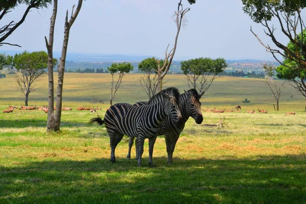 Две Зебры Парке Йоханнесбурга — стоковое фото