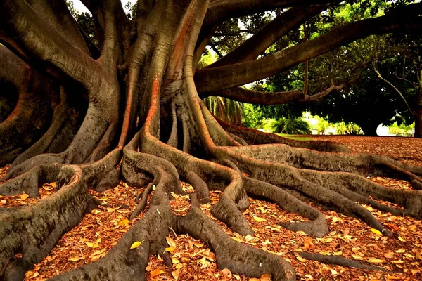 Árbol Tropical Gigante Con Raíces Ramas — Foto de Stock