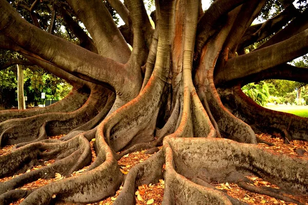 Árvore Gigante Com Raízes Ramos — Fotografia de Stock