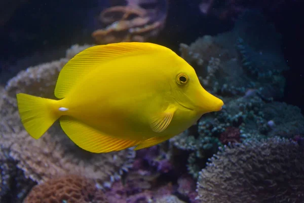 Akvaryumdaki Küçük Sarı Balık — Stok fotoğraf