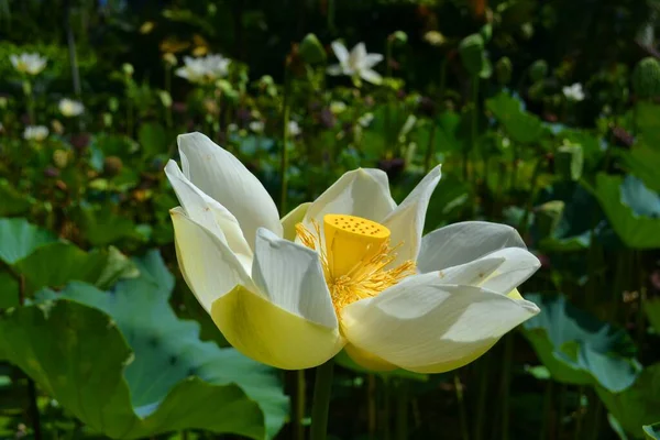 White Lily Flower Closeup — Stock Photo, Image